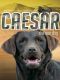 [Caesar the War Dog 01] • Caesar the War Dog